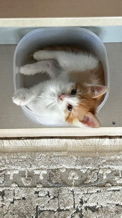 Котик за бесплатно