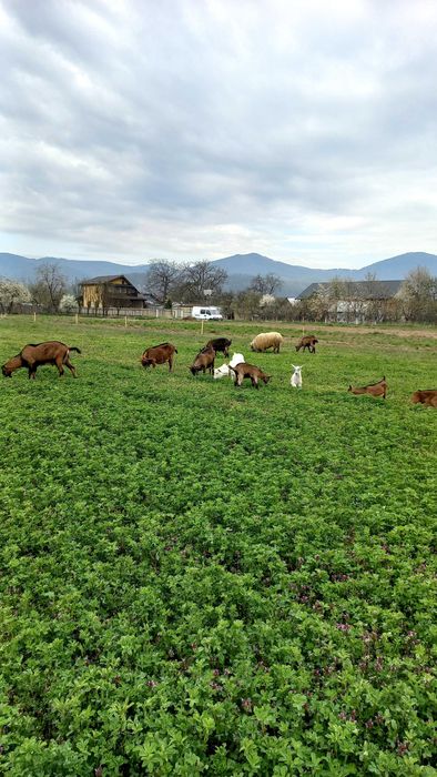 Vand capre bune de lapte Alpina Franceza
