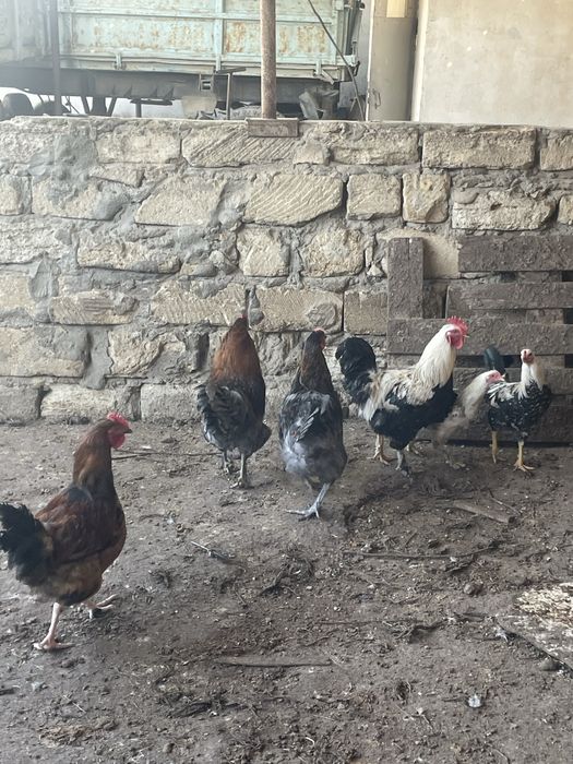 Әтештер сатылады