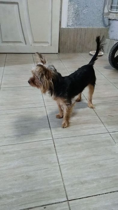 Йоркширский терьер девочка щенок.