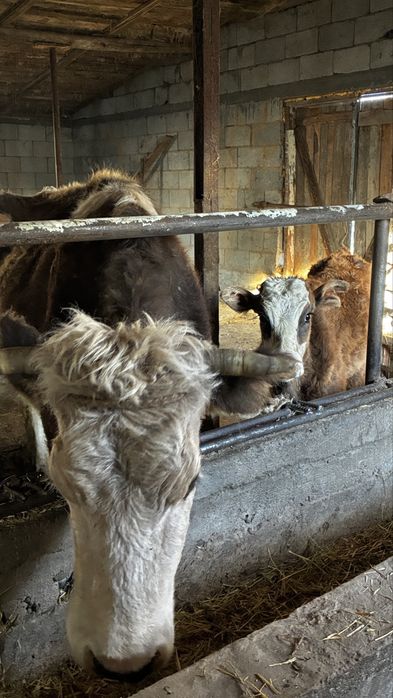 Сиыр еркек бұзауымен