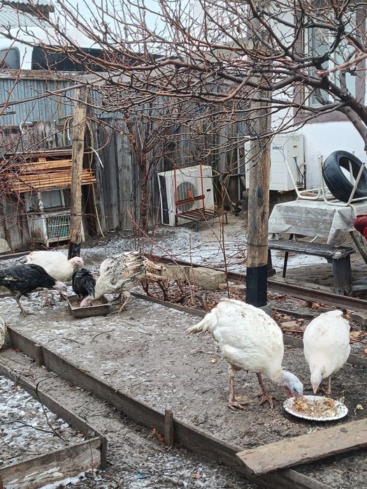 Индюк ірісі 20мың, кішісі 15 мың.