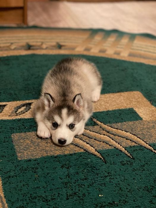 Продаётся сибирский хаски. Мальчик.