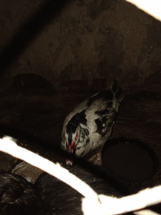 Продам индоселеня молодого