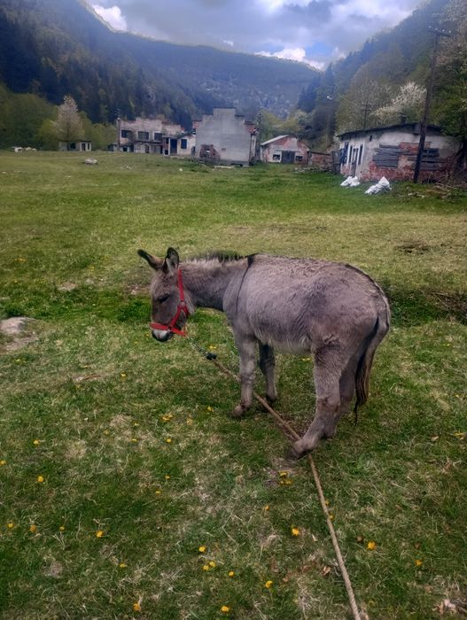 De vânzare magar