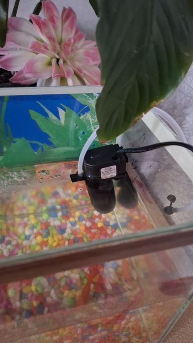 Продам рыбы. 3шт