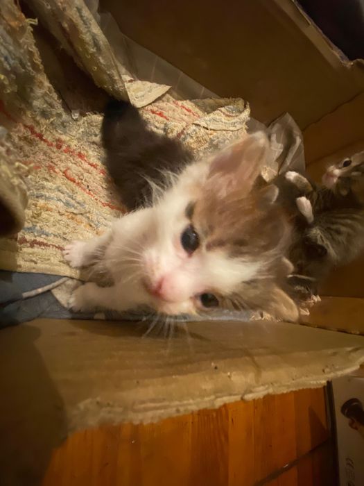 Отдам котят в хорошие руки