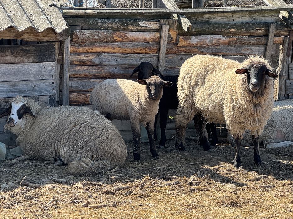 Vand oi tigai tinere