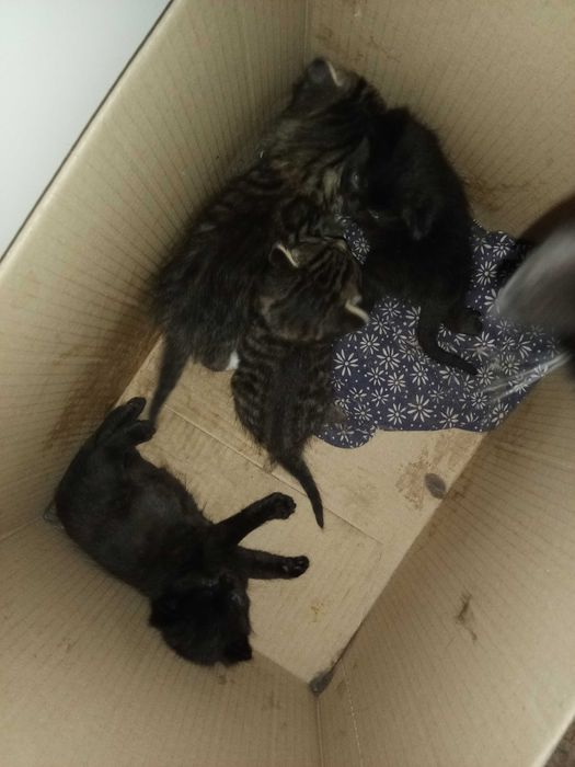 Отдам прекрасных котят