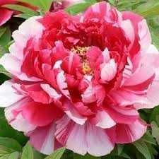 Rizomi ( Bulbi) de Bujor Nobil Sarah Bernard, pt plantat,mari,parfumat