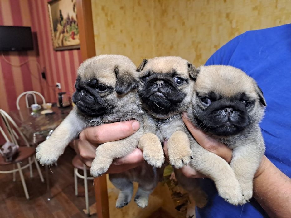 Продам щенков Мопса.