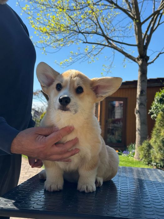Baietel Corgi.