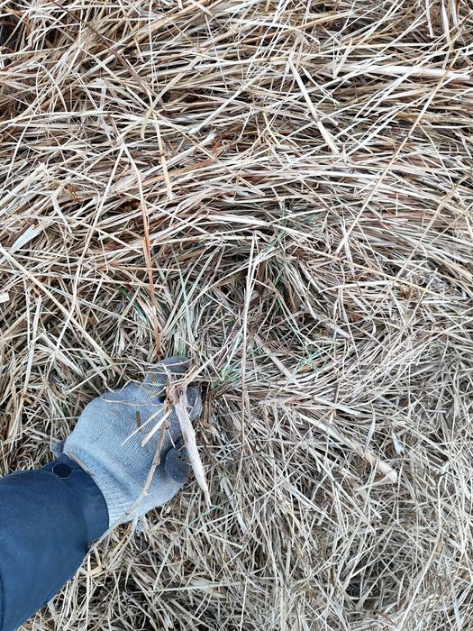 Продам сено рулоны лугавое