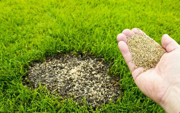 Газоны живые ДАНИЯ.⁸⁸  Оптом 40000 по 45000 сум за 1²м