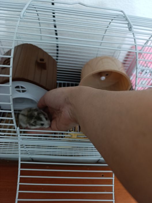 Пара хомячков продам