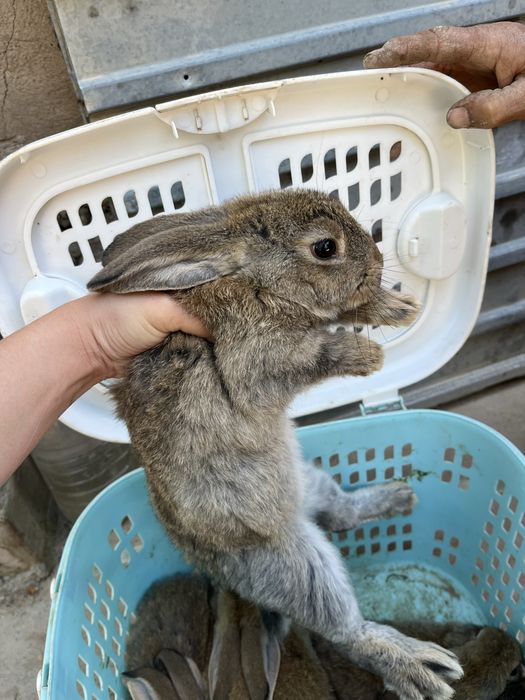 Коян кролик қоян