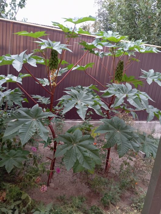 Продам кусты хризантемы.