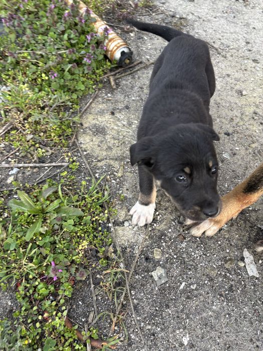 Подарявам кученца на 30 дена