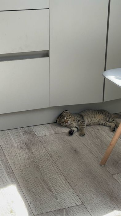 Котенок тазик  еда  все есть