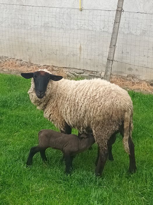 Oaie suffolk de vânzare