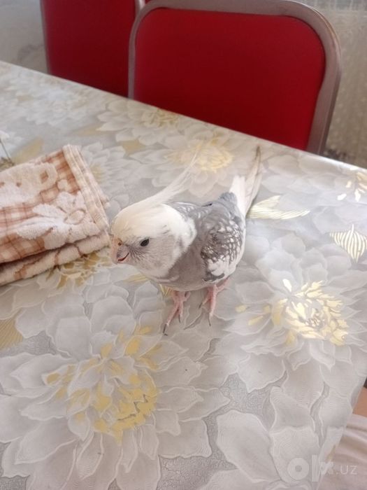 Gapiradigan Pokiston Karellosi