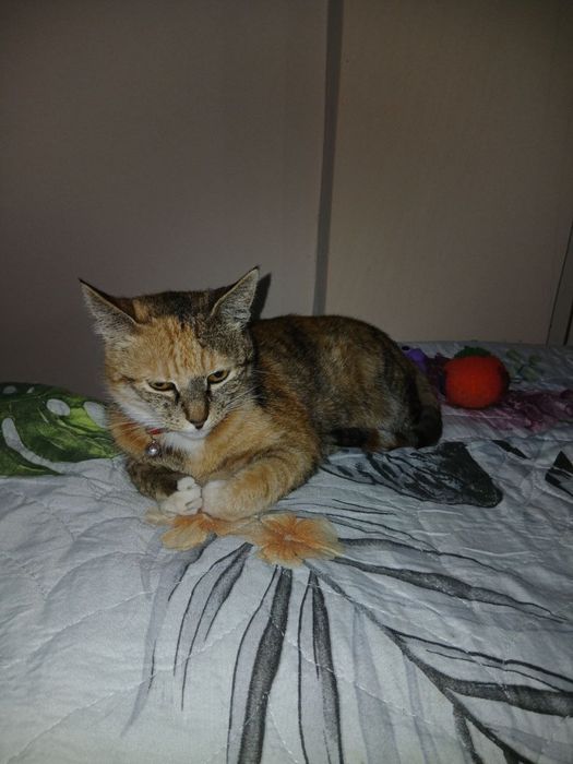 Кошечка ждет свою семью!