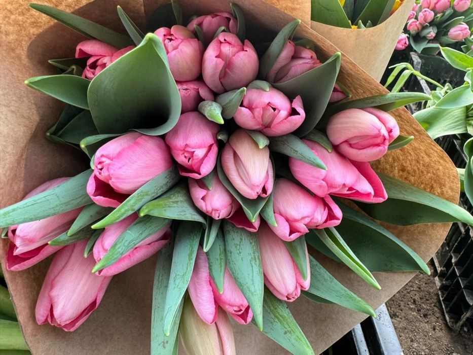 Тюльпаны оптом