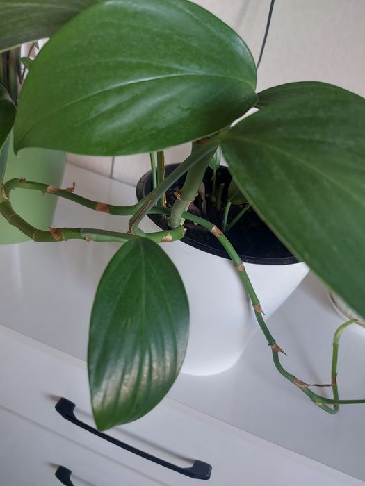 Продам комнатные цветы