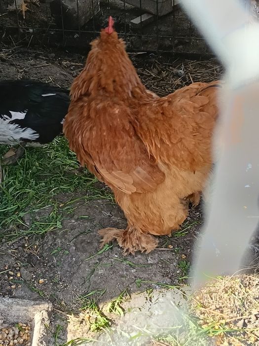 Cocoș caută altă casa