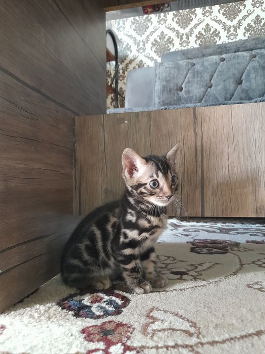 Продажа бенгальской пароды