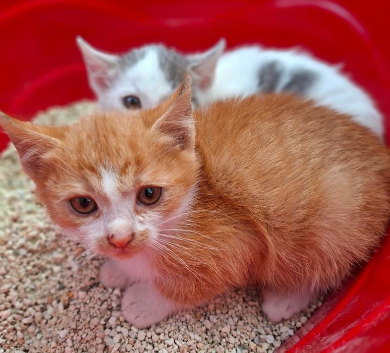 Adoptie pui de pisica roscat Sofronel