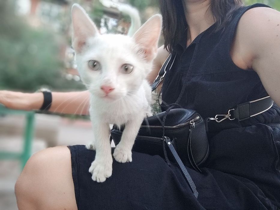 Котенок - мальчик 4 месяцев ищет дом