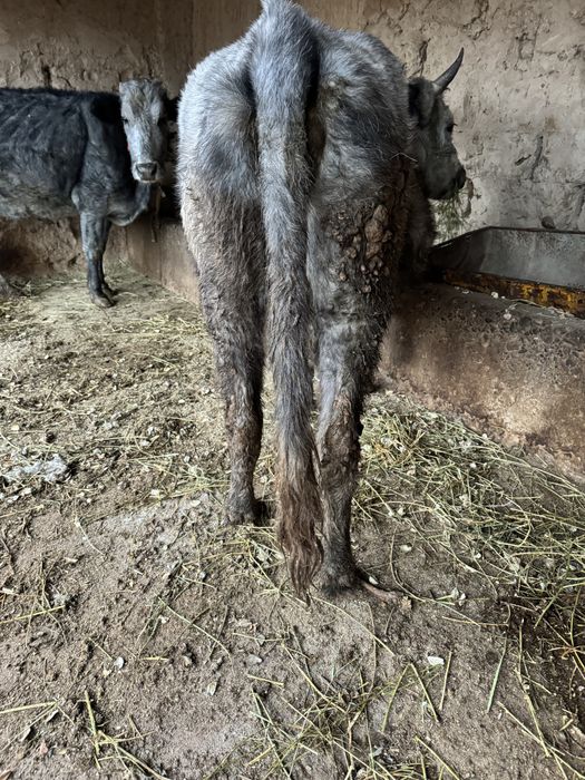 Бұзаулы Сиыр Сатылады