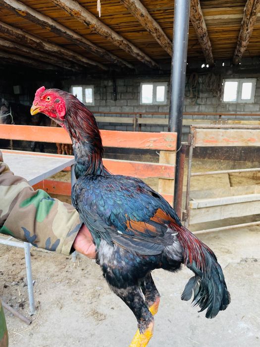 Шөже майский дәкән