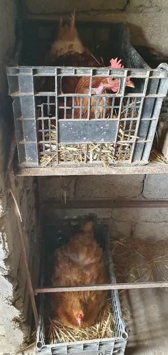 Vând ouă de găină, Bio