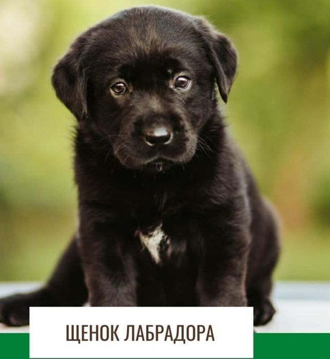 Щенки лабрадора  чёрный бриллиант