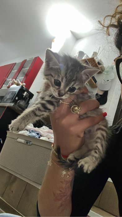 Pisici spre adoptie