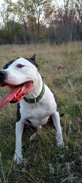 Американский питбуль  вязка