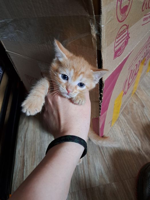 Срочно отдам котят!!! 2 мальчика 2 девочки