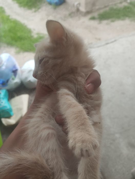 Отдам котят в хорошие руки