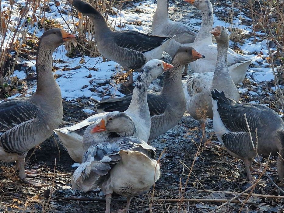 Продается серые гуси