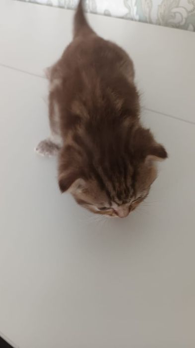 Продам шотландских котят
