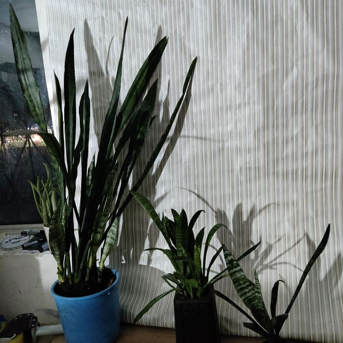 Сансевьера цветы в офис Доставка и самовывоз 10-22ч