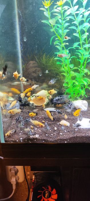 Моллинезии платина