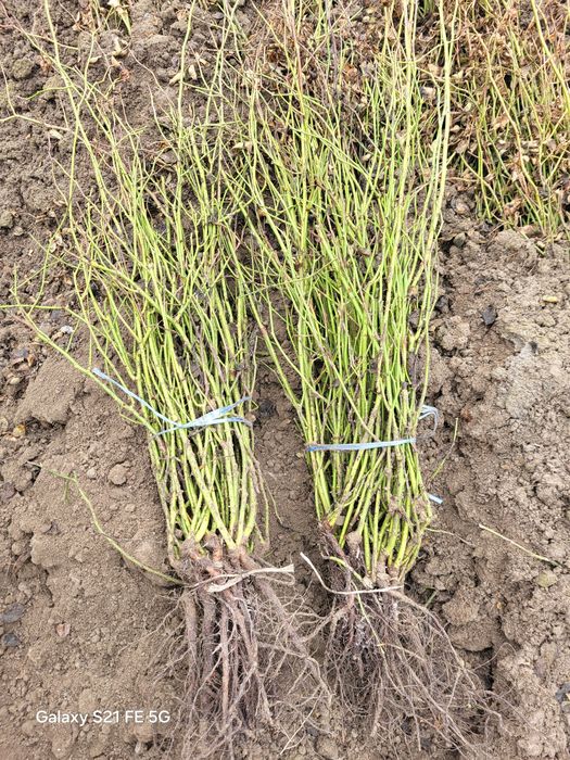 Dekarativni kochatlar