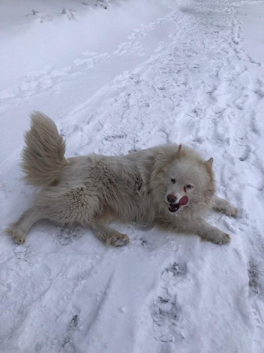 Пропала собака в Заречном