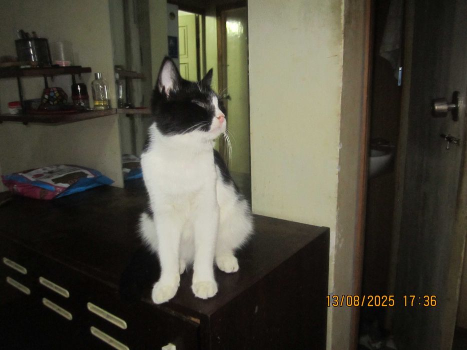 Домашний котенок в добрые руки. Смотрите другие объявления автора.