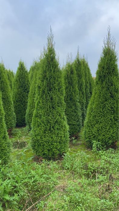 Туя смарагд туя западная