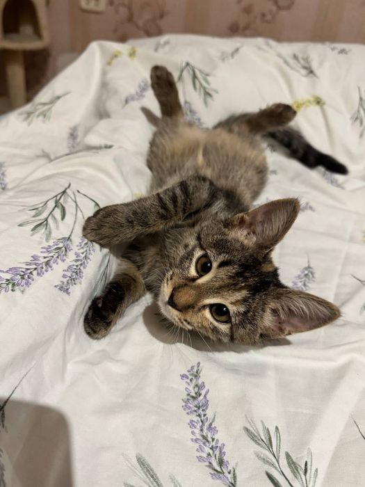 Котёнок девочка бесплатно