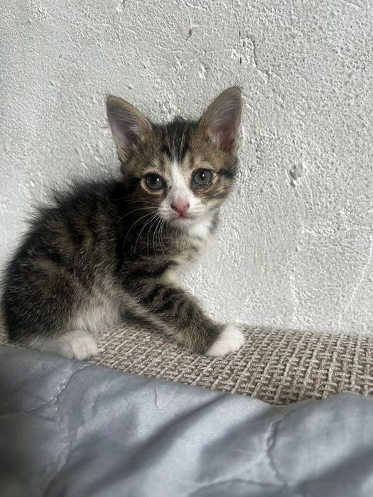 отдам котят в хорошие руки